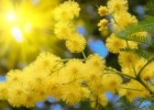 С праздником весны и любви!